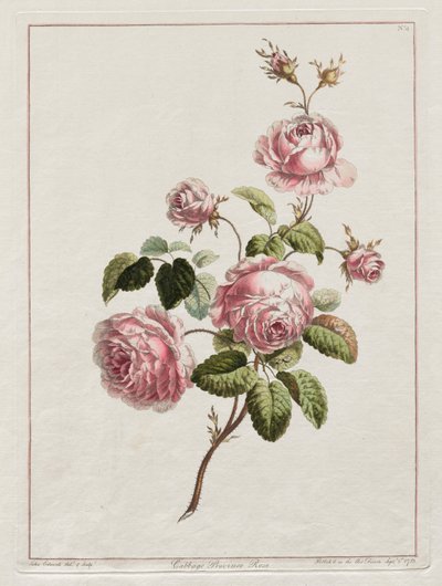 Een Collectie Bloemen Getekend naar de Natuur - Kool Provincie Roos door John Edwards