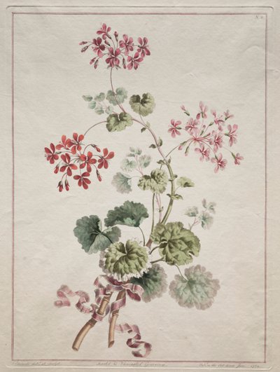Een verzameling bloemen getekend naar de natuur: Nr. 6 - Scharlaken en bonte geranium door John Edwards