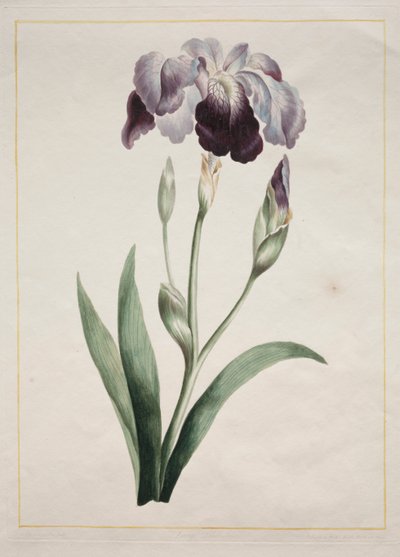 Japanse iris (grote blauwe iris) door John Edwards