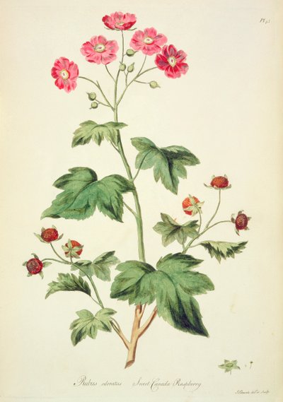 Framboos: Sweet Canada (pl.45) uit 