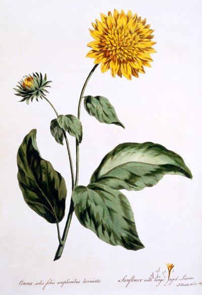 Zonnebloem met grote gekartelde bladeren, illustratie uit 