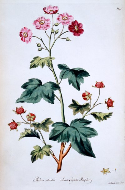 Zoete Canadese Framboos [Rubus odoratus], illustratie uit 