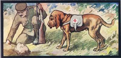 Ambuland bloedhond, illustratie uit 