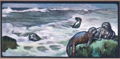 Zeehonden door John Edwin Noble