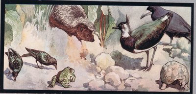 Wildlife, illustratie uit 