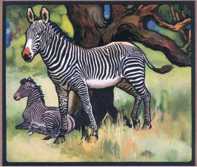 Zebra