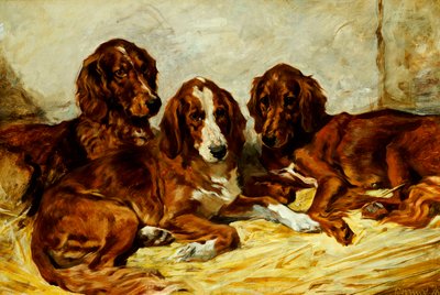 Shot en zijn vrienden - Drie Ierse rood-witte setters, 1876 door John Emms