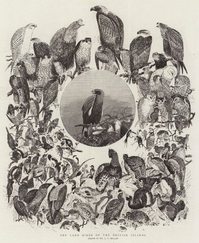 De Landvogels van de Britse Eilanden door John Everett Millais