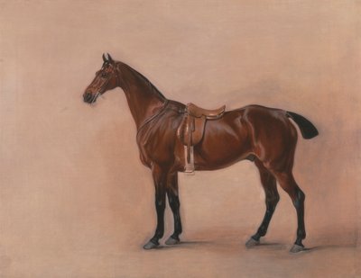 Studie van een Gezadelde Bruine Jager door John Ferneley