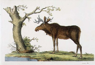 Cervus Alces (Eland) door John Frederick (after) Miller