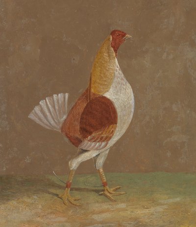 Vechtende hanen: een lichtborstige vechthaan, naar rechts gericht door John Frederick Herring