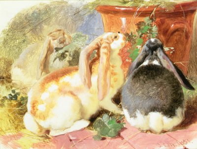 Een studie van drie hangoor konijnen door John Frederick Herring Senior