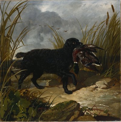 Een Ierse waterspaniël die een wilde eend apporteert, 1849 door John Frederick Herring Senior