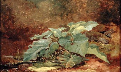 Studie van een Klisplant door John Frederick Kensett