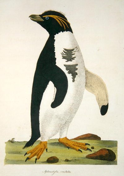 Aptenodytes-Crestata, illustratie uit 