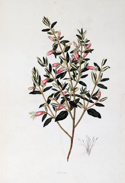Correa Reflexa, tekening door John Frederick Miller door John Frederick Miller