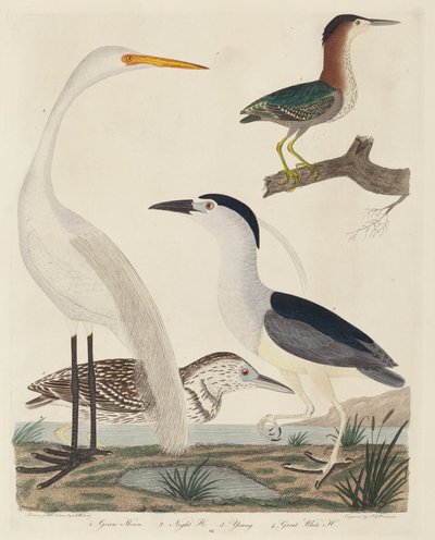 Groene reiger, nachtreiger, jonge reiger en grote witte reiger door John G. Warnicke