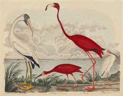 Hout Ibis, Rode Ibis, Flamingo en Witte Ibis, gepubliceerd 1808-1814 door John G. Warnicke