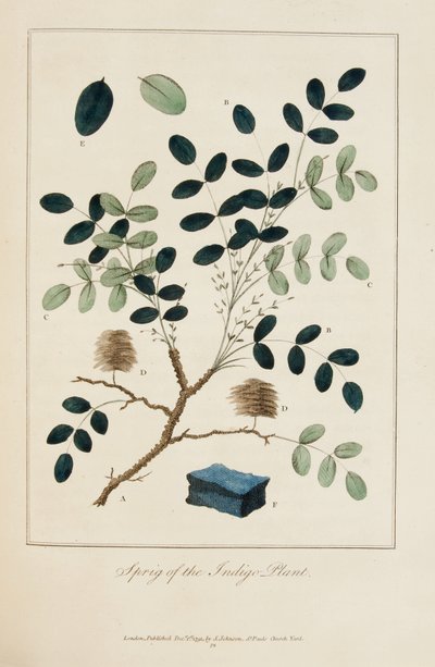 Takje van de Indigo Plant door John Gabriel Stedman