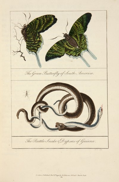 De groene vlinder van Zuid-Amerika & de ratelslang & dypsas van Guyana door John Gabriel Stedman