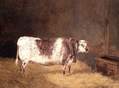 Shorthorn Koe door John Goode