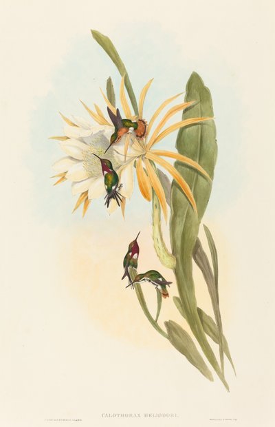 Calothorax heliodori door John Gould and Henry Constantine Richter John Gould and Henry Constantine Richter