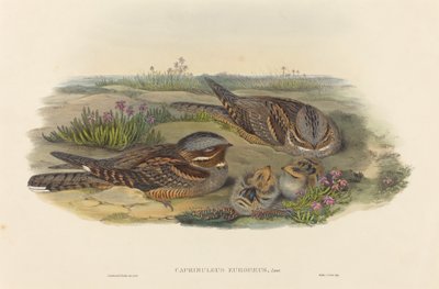 Caprimulgus europaeus Nachtzwaluw door John Gould and Henry Constantine Richter John Gould and Henry Constantine Richter