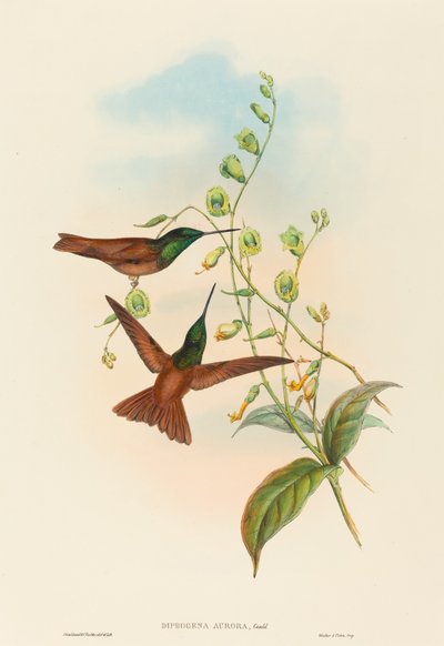 Diphogena aurora Gould