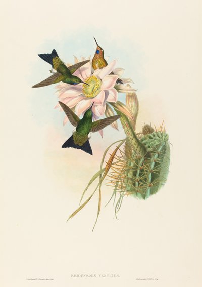Eriocnemis vestitus Glowing Puff-Leg door John Gould and Henry Constantine Richter John Gould and Henry Constantine Richter