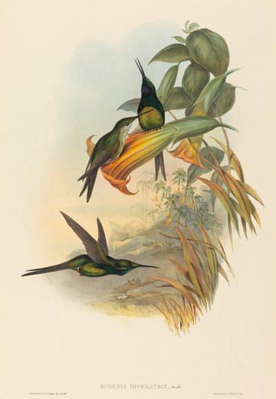Eugenia imperatrix Keizerkolibrie door John Gould and Henry Constantine Richter John Gould and Henry Constantine Richter