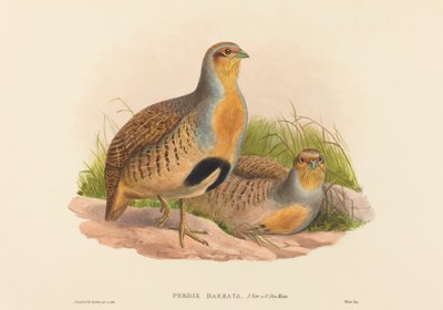 Perdix barbata Daurische Patrijs door John Gould and Henry Constantine Richter John Gould and Henry Constantine Richter