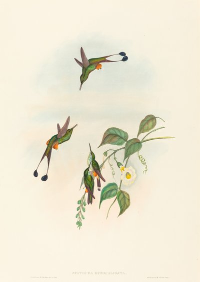 Spathura rufocaligata Roodlaars Racket-Staart. Makers: John Gould, Henry Constantine Richter door John Gould and Henry Constantine Richter John Gould and Henry Constantine Richter