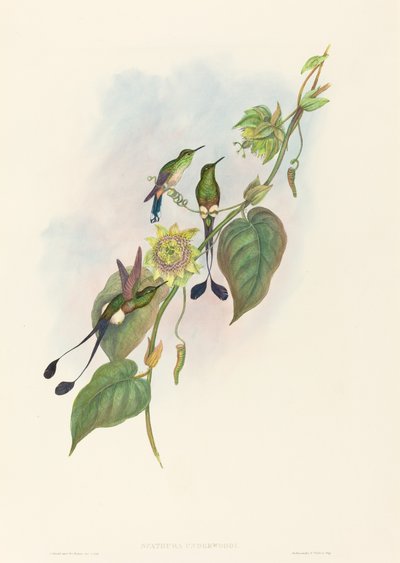 Spathura underwoodi Witte-voet Racket-Staart door John Gould and Henry Constantine Richter John Gould and Henry Constantine Richter