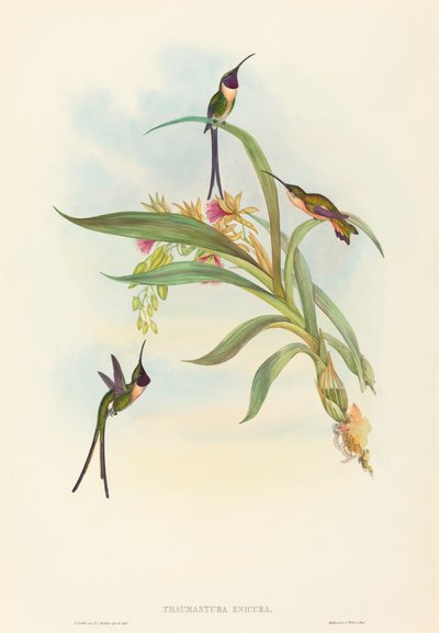 Tharmastura enicura Slender Shear-Tail. Makers: John Gould, Henry Constantine Richter door John Gould and Henry Constantine Richter John Gould and Henry Constantine Richter