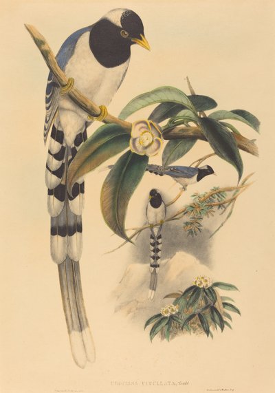 Urocissa cucullata, waarschijnlijk 1850-1883 door John Gould and Henry Constantine Richter John Gould and Henry Constantine Richter