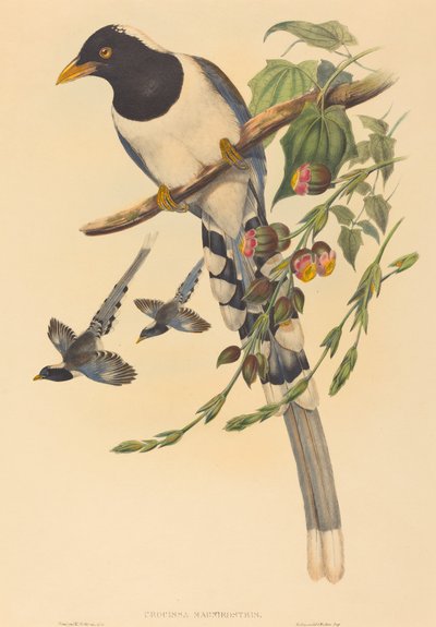 Urocissa magnirostris, waarschijnlijk 1850-1883 door John Gould and Henry Constantine Richter John Gould and Henry Constantine Richter