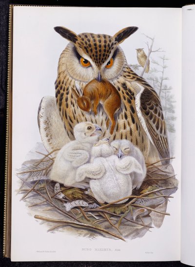 Een grote uil en kuikens, uit 