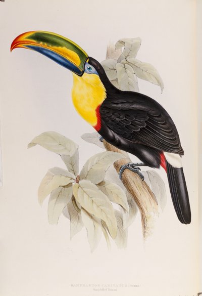 Een Monografie van de Ramphastidae, of Familie van Toekans, Eerste Editie, gepubliceerd 1834 door John Gould