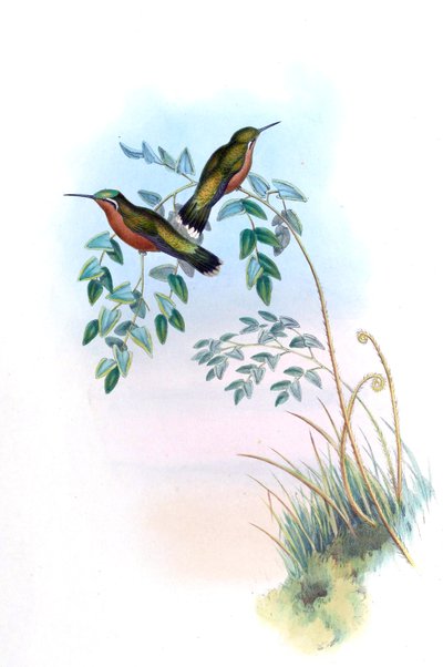Adelomyia castaneiventris = Lampornis castaneoventris door John Gould