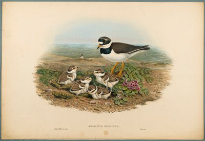 Aegialitis Hiaticula - Bontbekplevier door John Gould