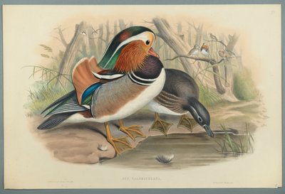 Aix Galericulata: Eend door John Gould