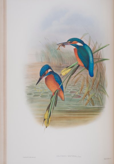 Alcedo Ispida, plaat uit The Birds of Great Britain door John Gould, uitgegeven 1862-73 door John Gould
