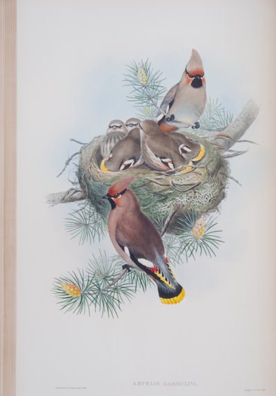 Ampelis Garrulus, plaat uit The Birds of Great Britain door John Gould, uitgegeven 1862-73 door John Gould