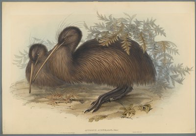 Apteryx Australis door John Gould