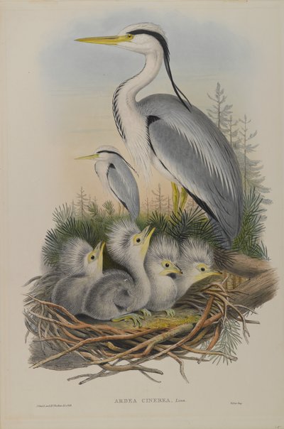 Ardea Cinerea - Reiger door John Gould