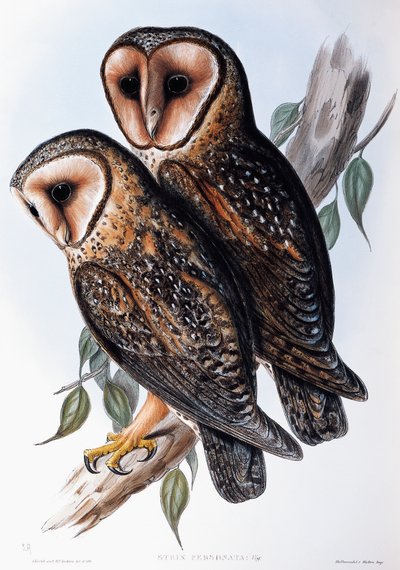 Australische maskeruil (Strix personata), lithografie uit Birds of Australia door John Gould