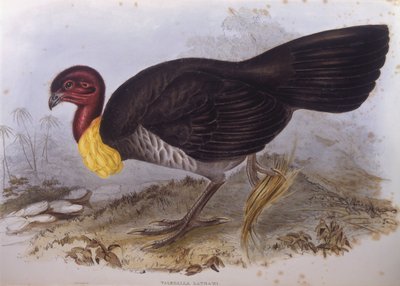 Australische borstelkalkoen (Alectura lathami), gravure door John Gould