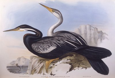 Australische slanghalsvogel (Anhinga novaehollandiae), gravure door John Gould door John Gould