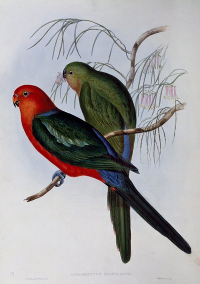 Australische koningsparkiet (Alisterus scapularis), gravure door John Gould (1804-1881) en Henry Constantine Richter (1821-1902). Verenigd Koninkrijk door John Gould