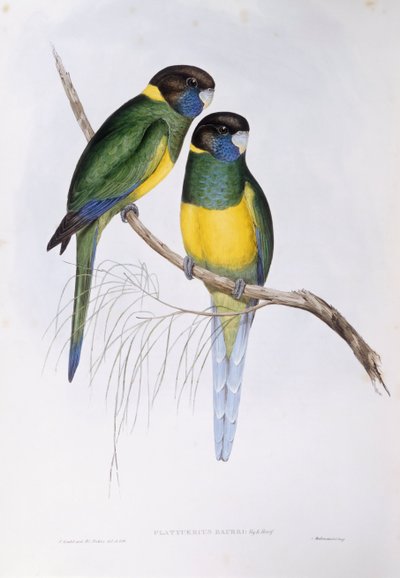Australische halsbandparkiet (Barnardius of Platycercus zonarius), gravure door John Gould door John Gould